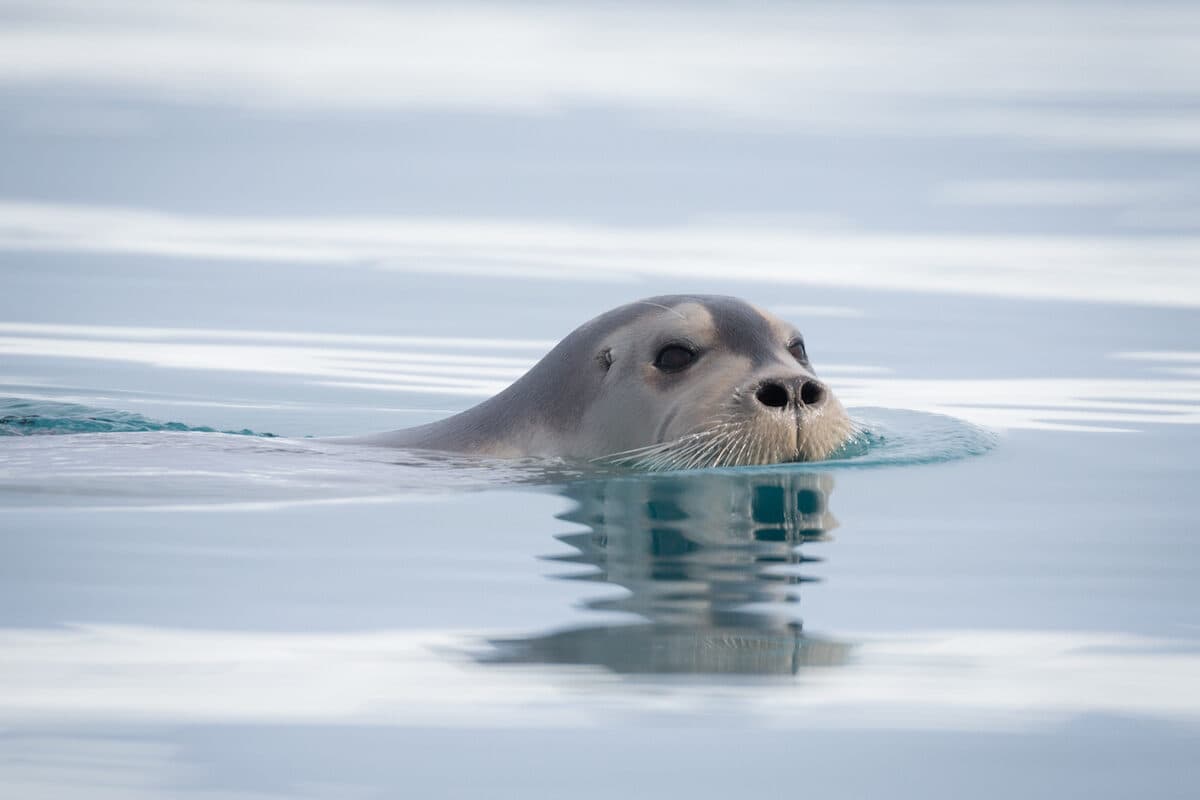 Svalbard_explore_1