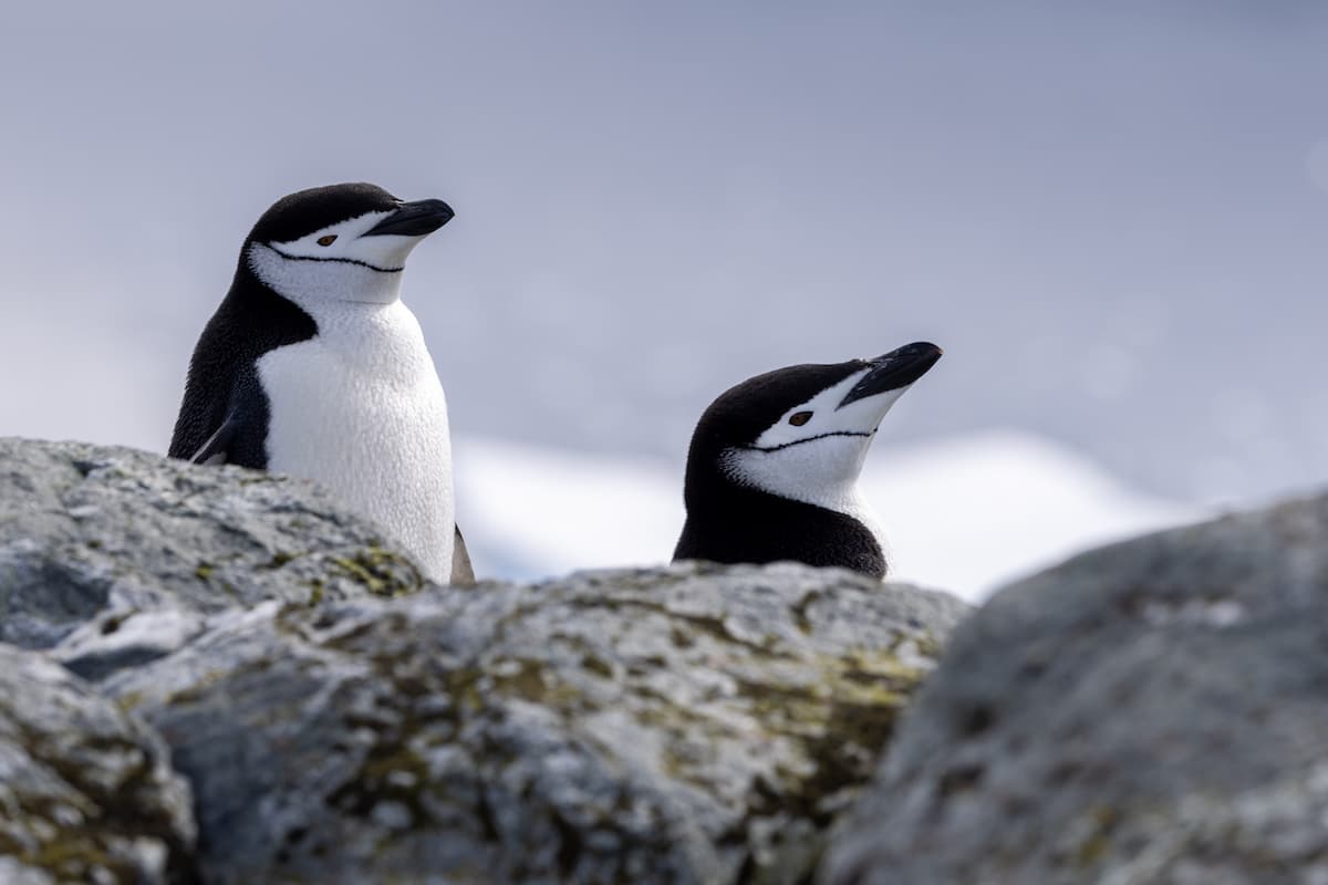 Antarctica_explore_11
