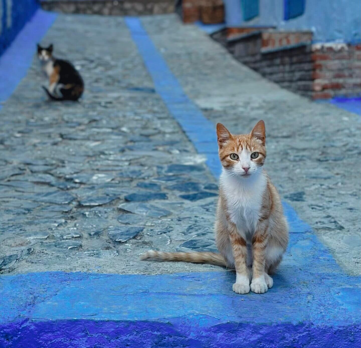 cat in morocco