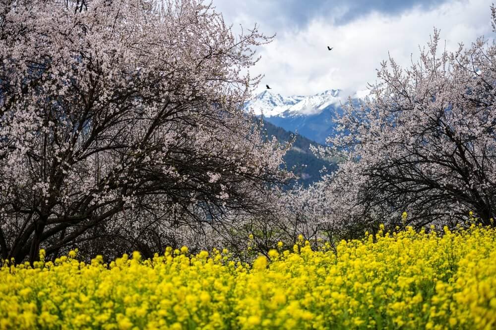 什麼時候去西藏最好？旅行體驗對照最佳旅遊季節
