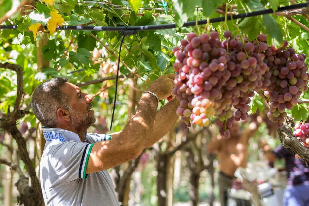 Sicily Winery_Sicily