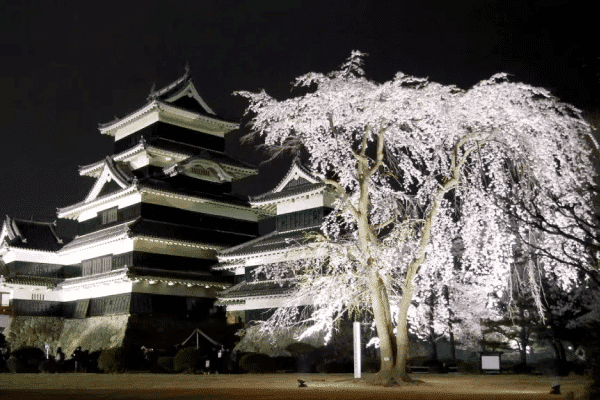 此團有機會參與⁠松本城夜櫻會