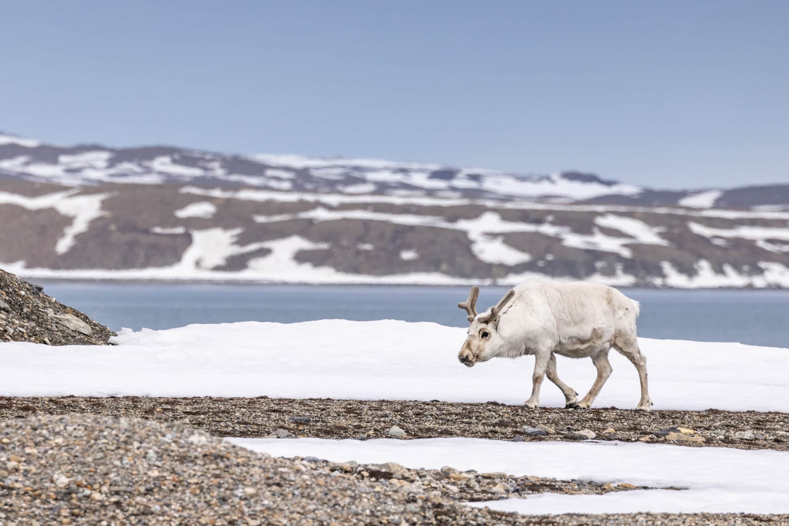 Svalbard_Reindeer