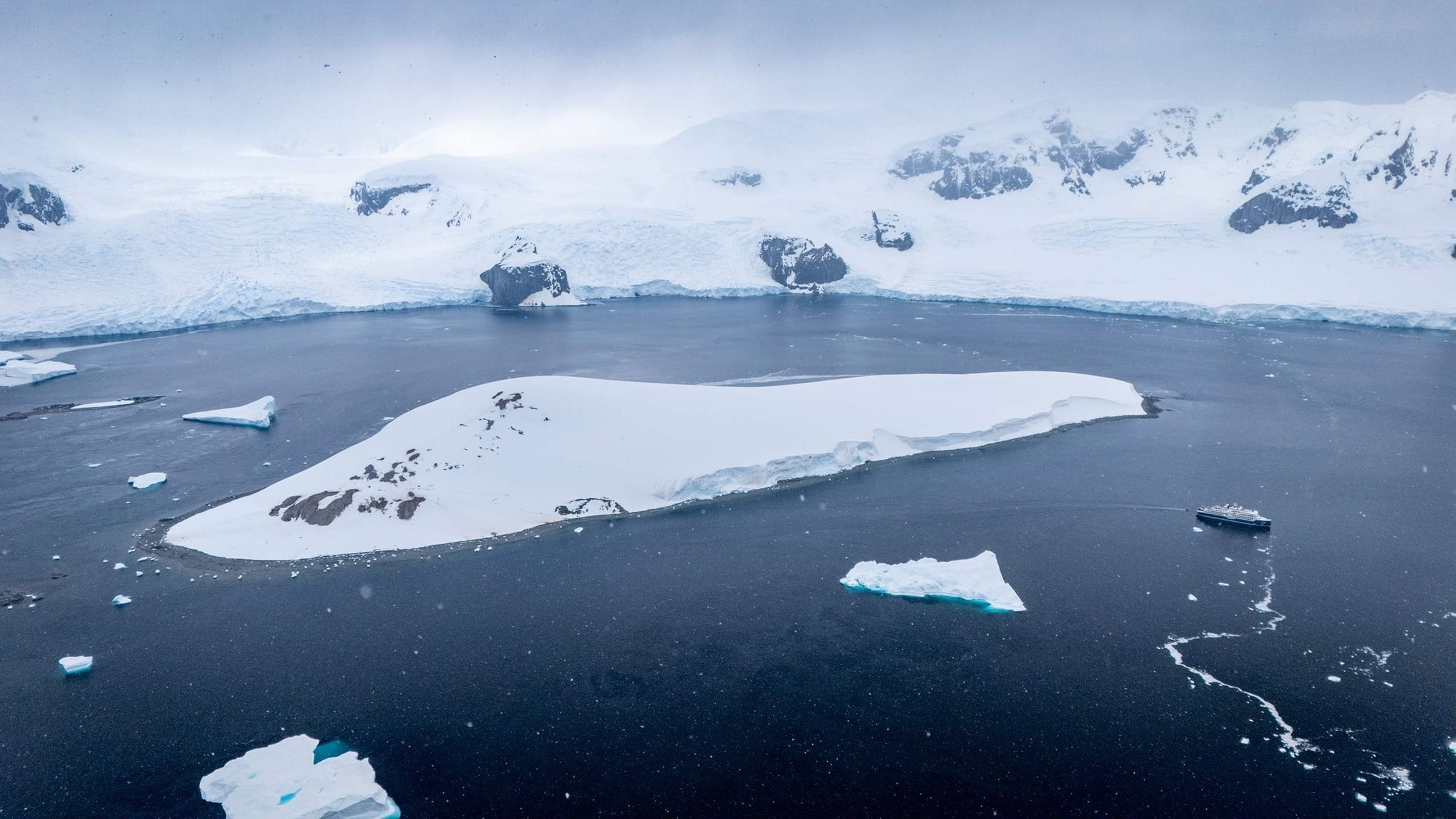Swan antarctica 2