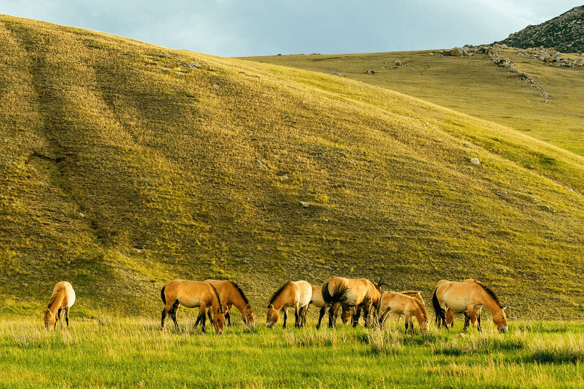 哈斯台國家公園 Khustai National Park Mongolia