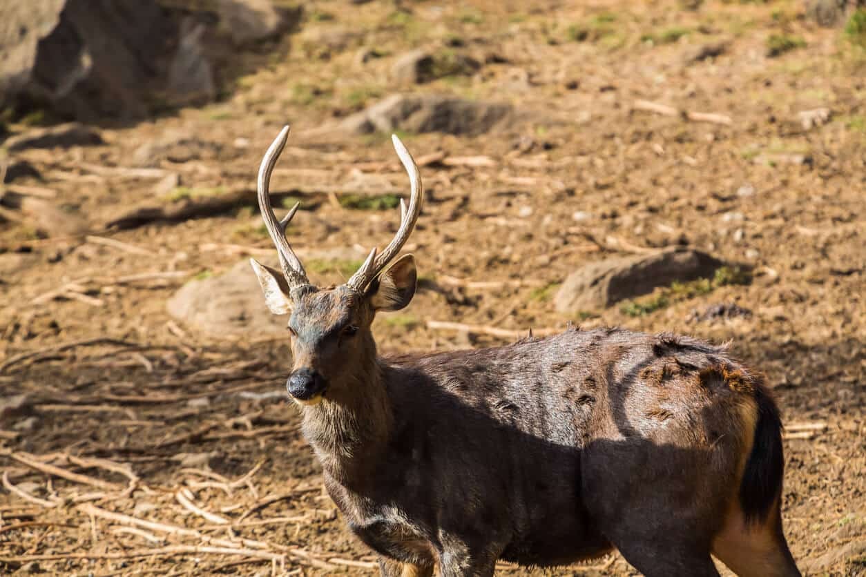Motithang Takin Preserve_Bhutan