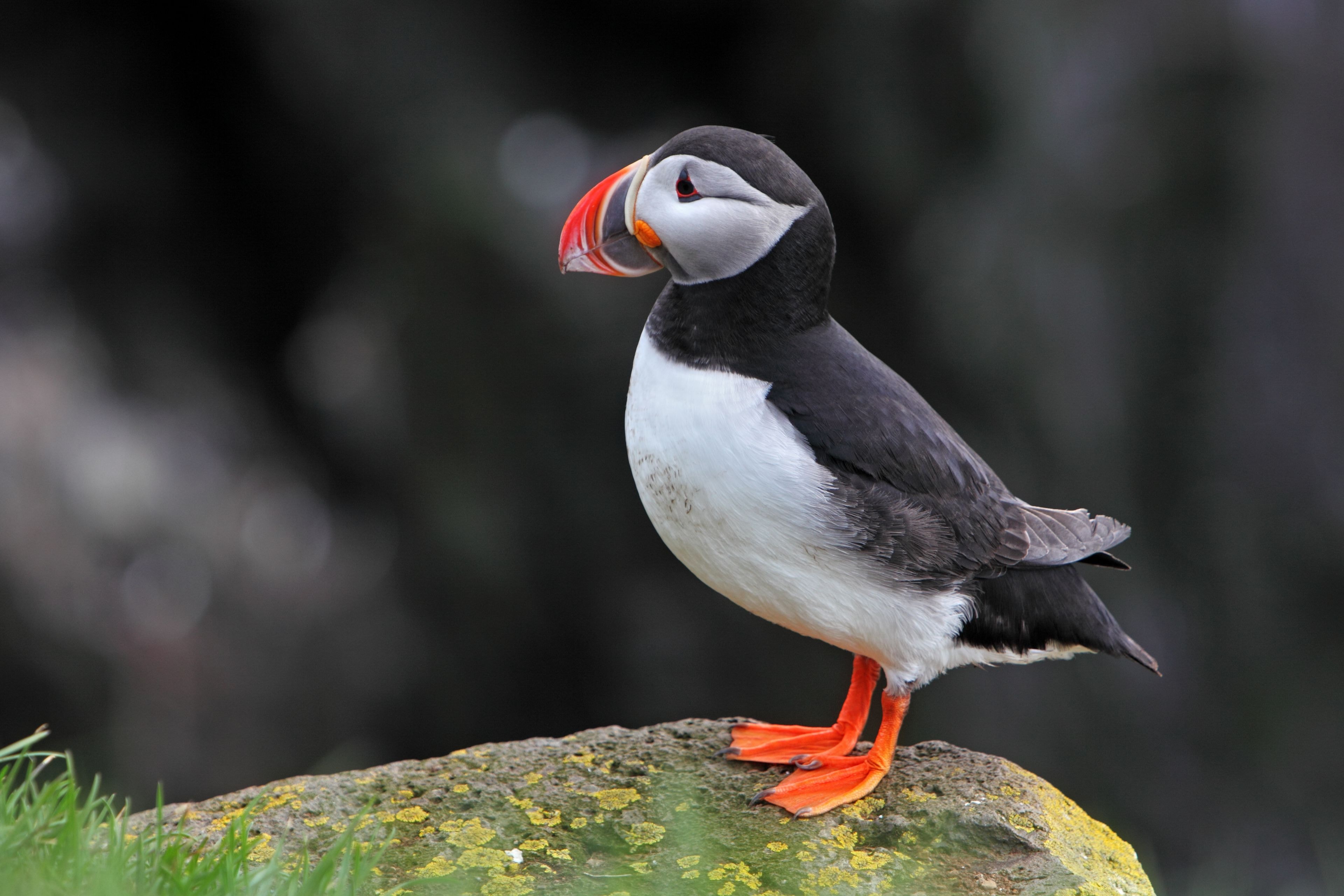 arctic iceland puffins