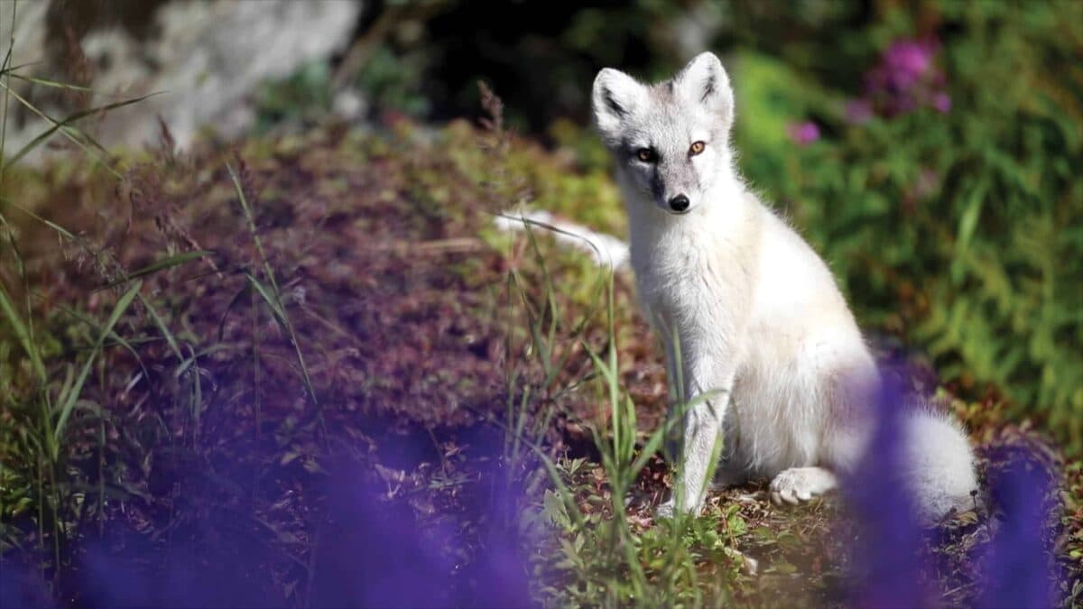arctic_arctic fox