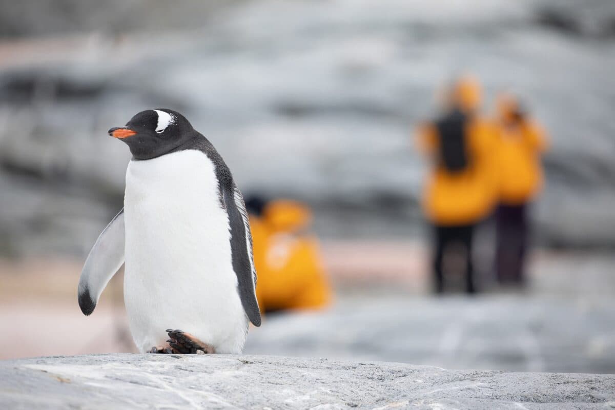 QuarkExpeditions_SamEdmonds - Guests and gentoo Petermann