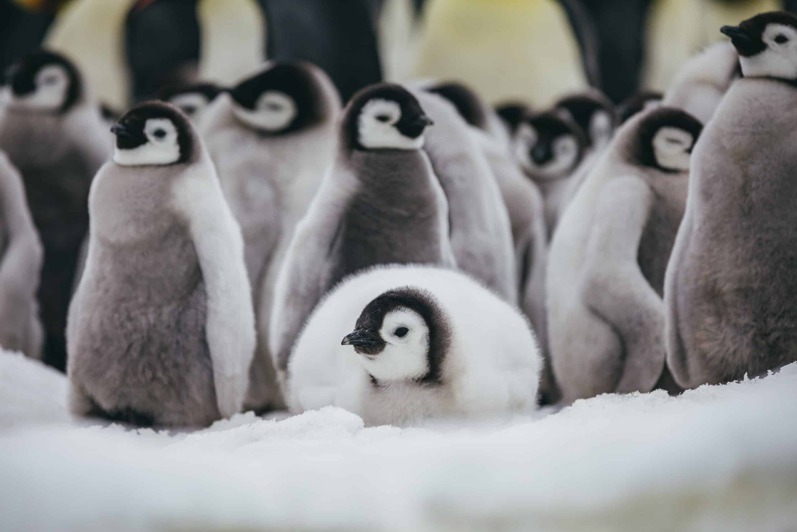 南極旅遊最佳月份攻略 : 11月至3月天氣、景觀、動物生態對照表