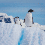 南極二月深度遊【12日11夜】 (2027) - Deposit / 訂金