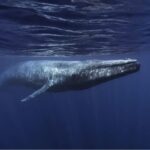 南極十一月上旬深度遊【11日10夜】 (2026) - Deposit / 訂金