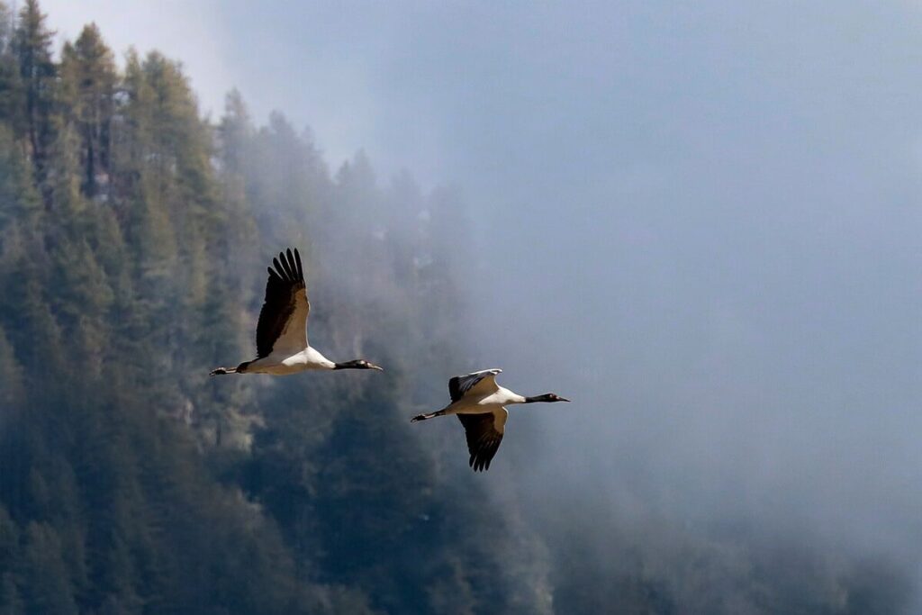 不丹｜11月黑頸鶴節
