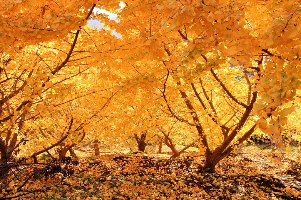 垂水千本銀杏園 Tarumizu thousand ginkgo biloba