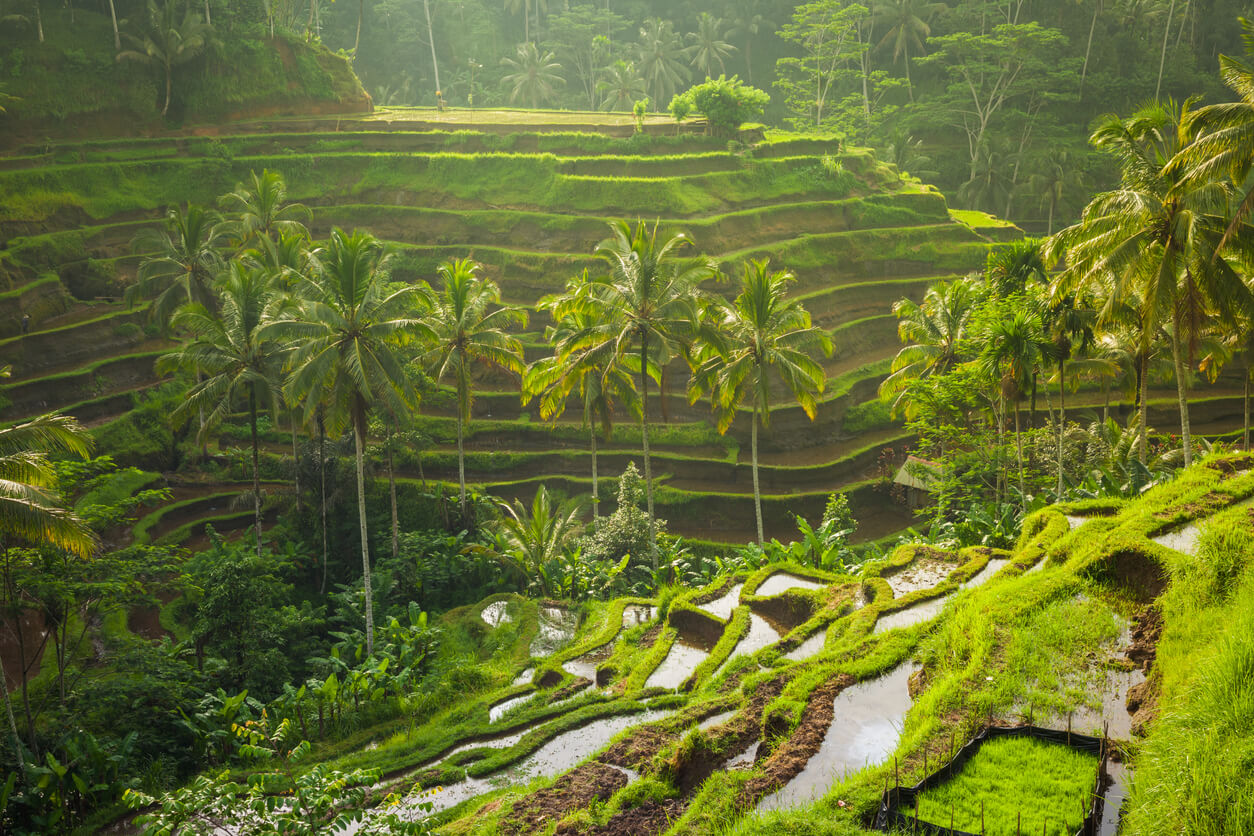 與本地農民一起到訪稻田 Subak