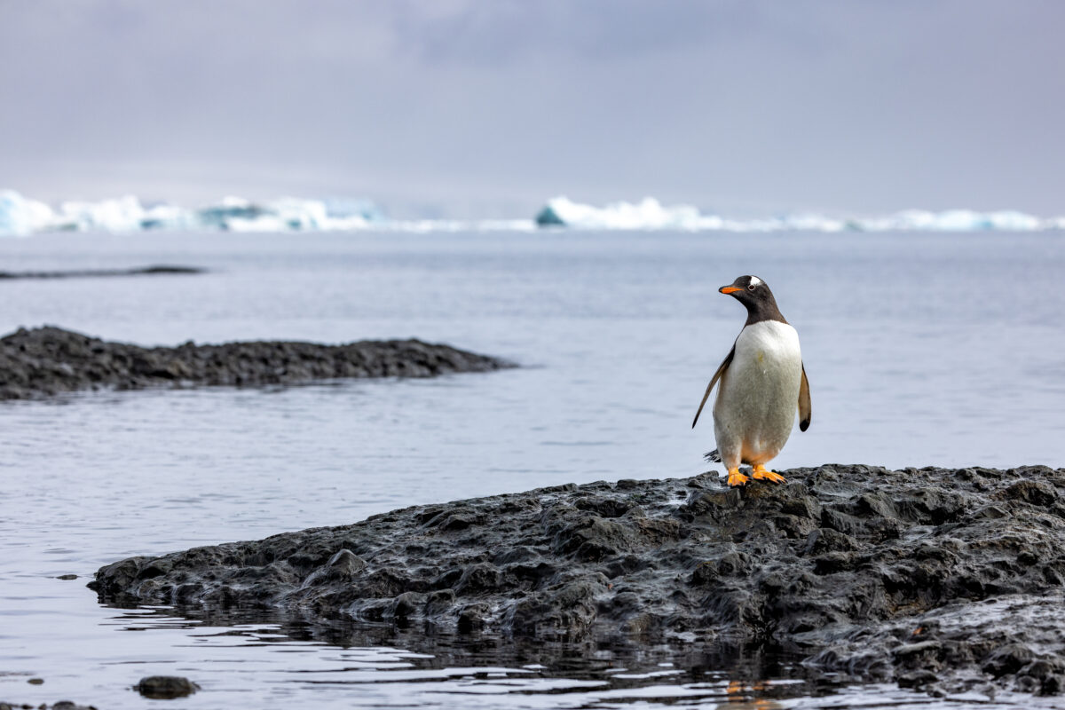近距離觀賞企鵝