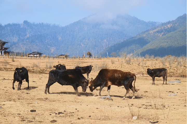 皇家羚牛保護區 Motithang Takin Preserve