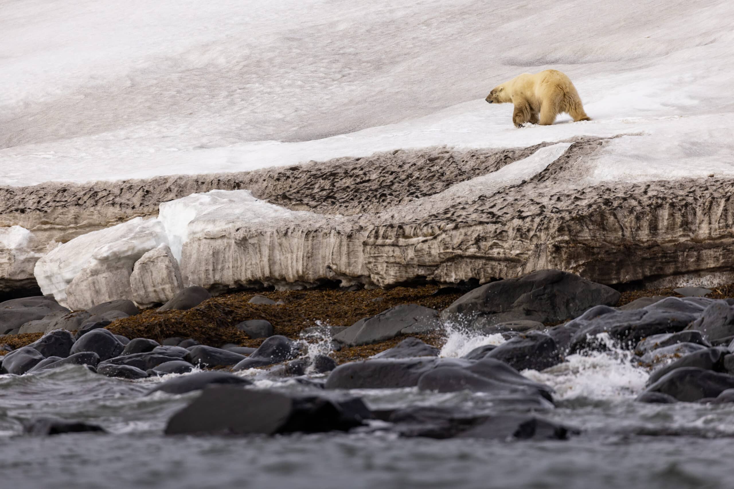 觀察北極生態，尋找北極熊、海象之類標誌野生動物