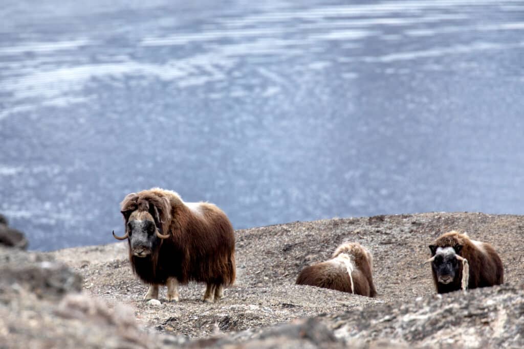 有機會遇見麝牛、鯨魚、北極狐等野生動物