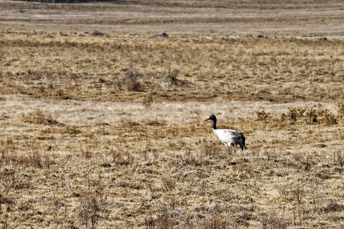 Bhutan-black-neck-crane