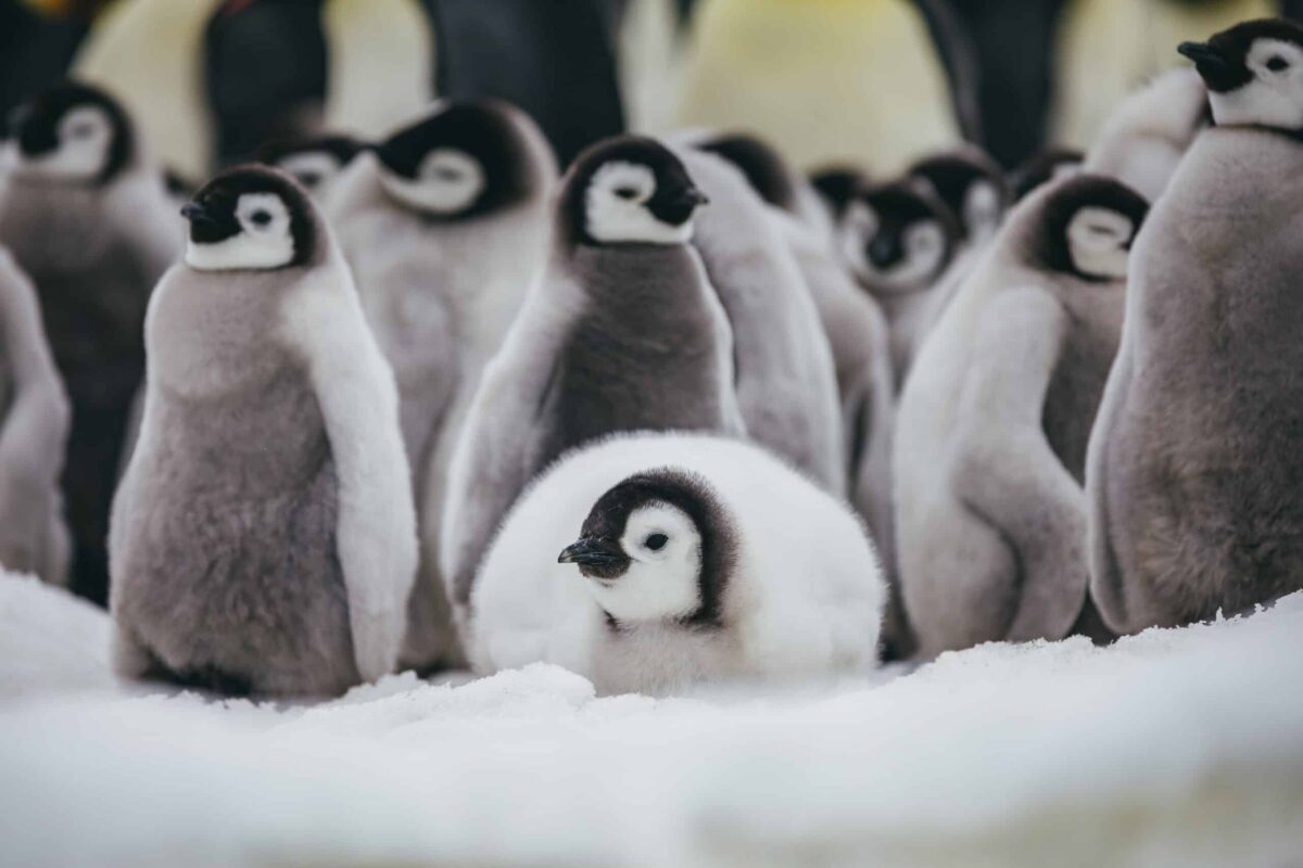 Antartic_Emperor Penguins