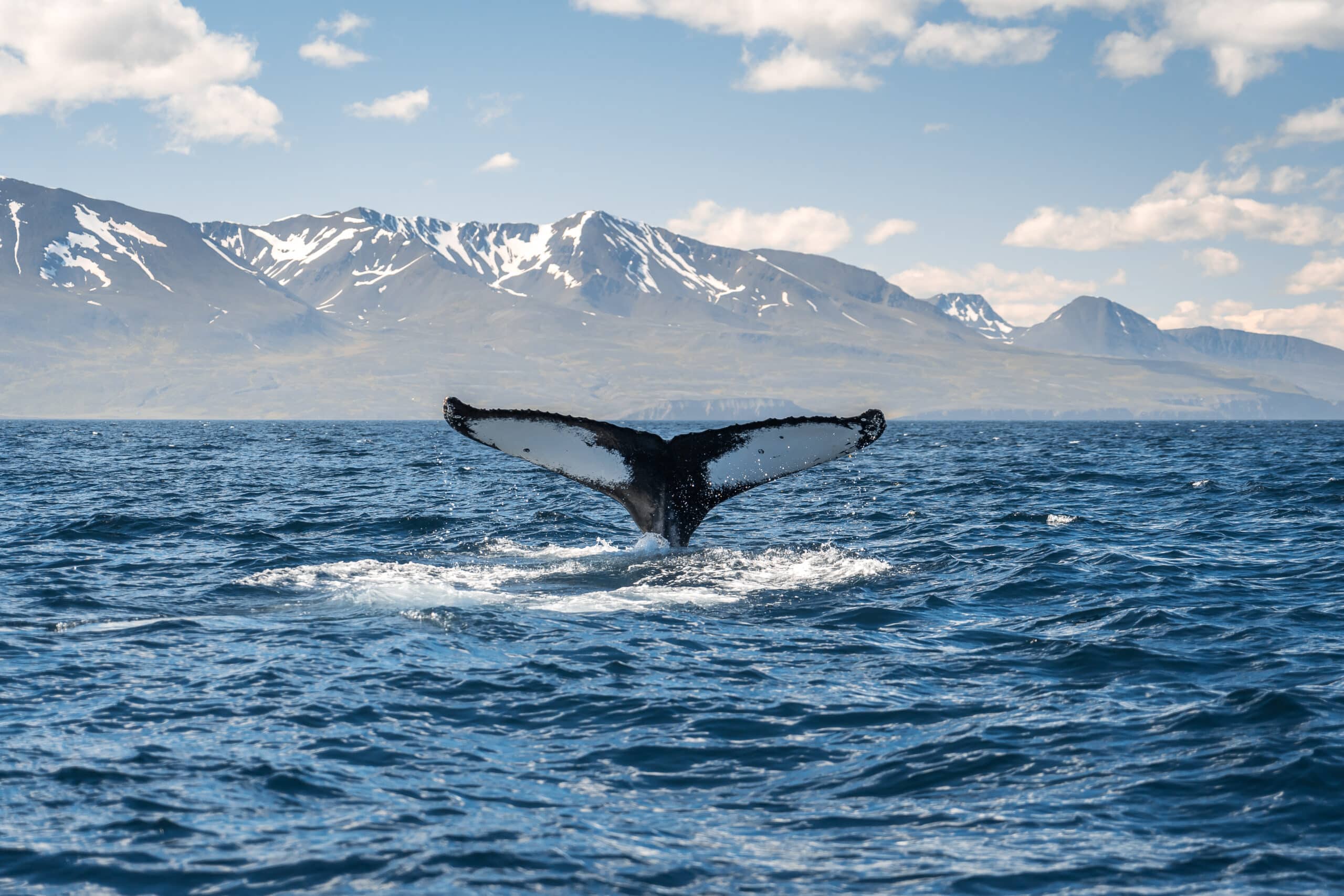 arctic _Whale diving on the Iceland coast near Husavik