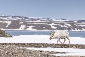 北極冷岸群島深度遊【11日10夜】（2027）