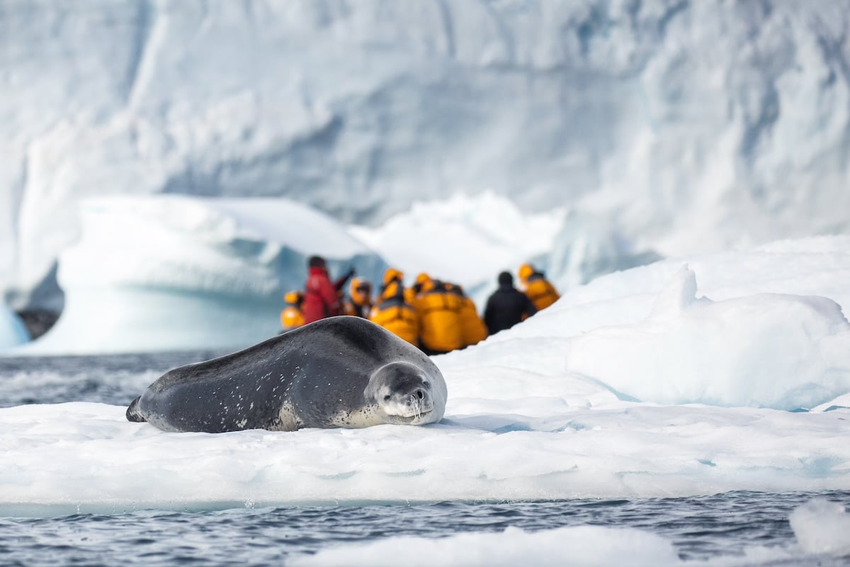 有機會近距離觀賞海豹