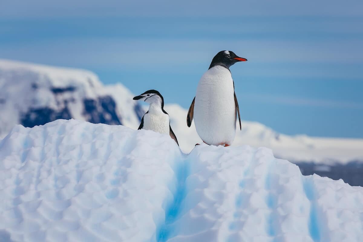 尋找南極企鵝與巴布亞企鵝的身影