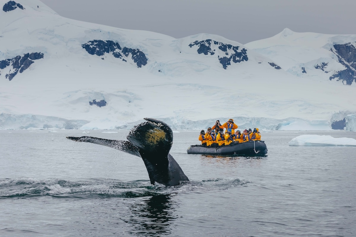 有機會邂逅鯨魚
