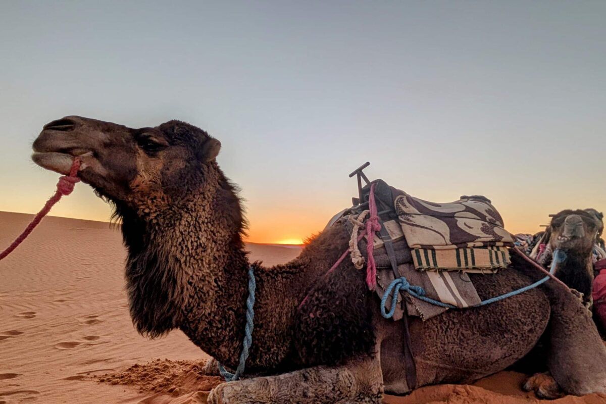 morocco_sahara05