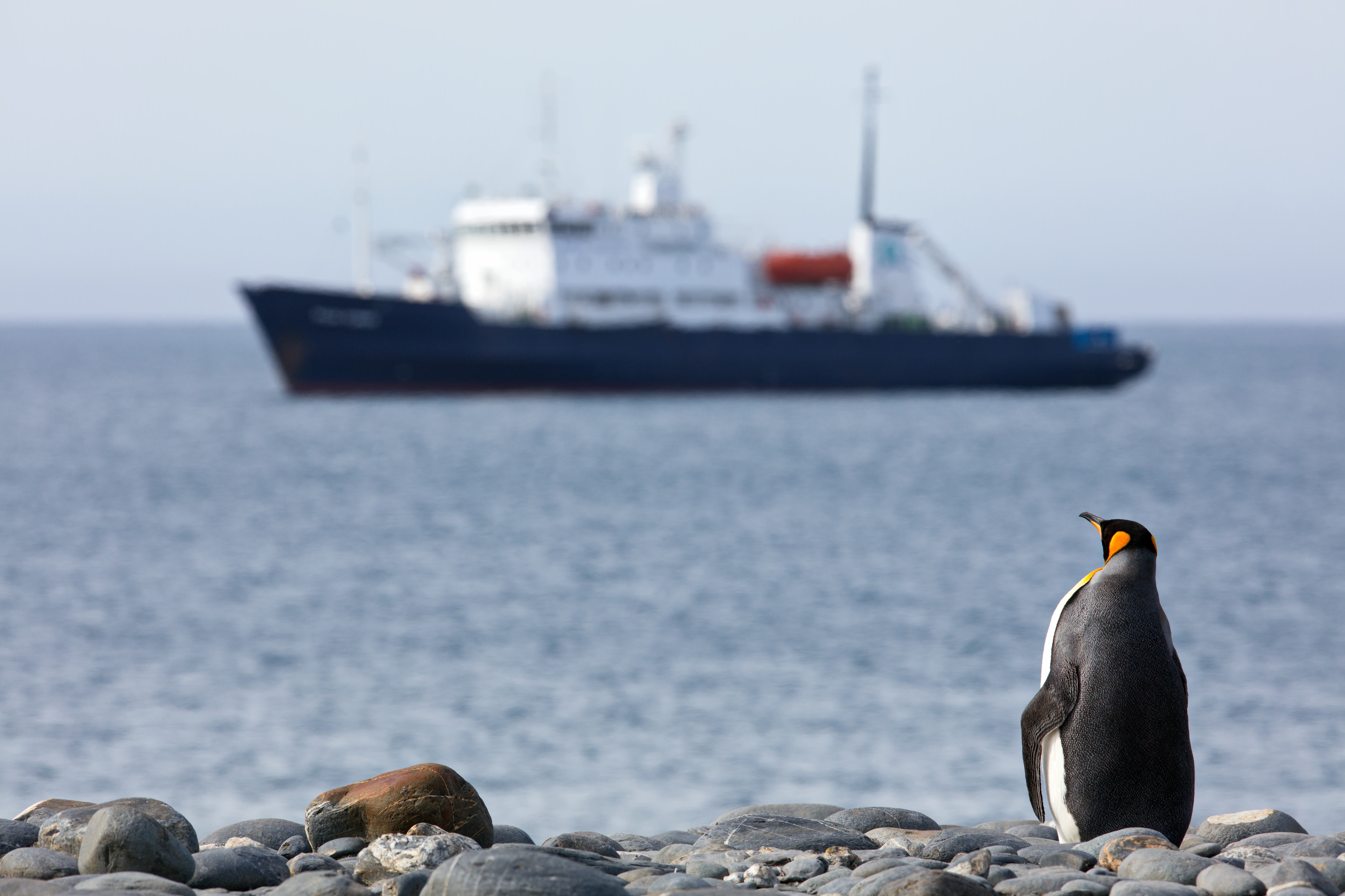 南喬治亞 South Georgia