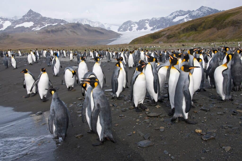 King,Penguins,,St.,Andrews,Bay,,South,Georgia,,South,Atlantic