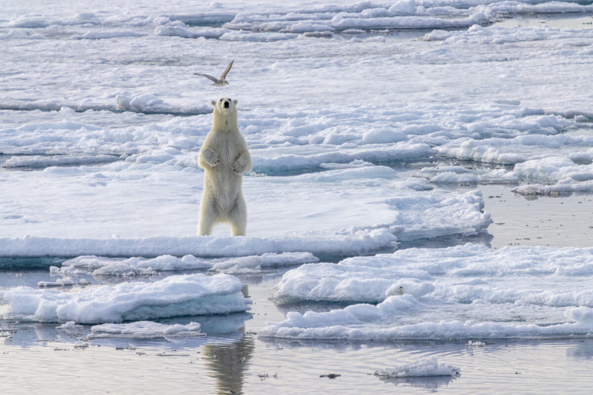 觀察北極生態，尋找北極熊、海象之類標誌野生動物