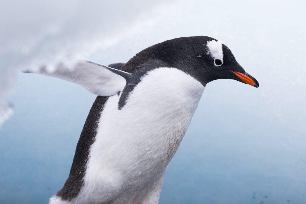 南極11月｜企鵝求偶時期