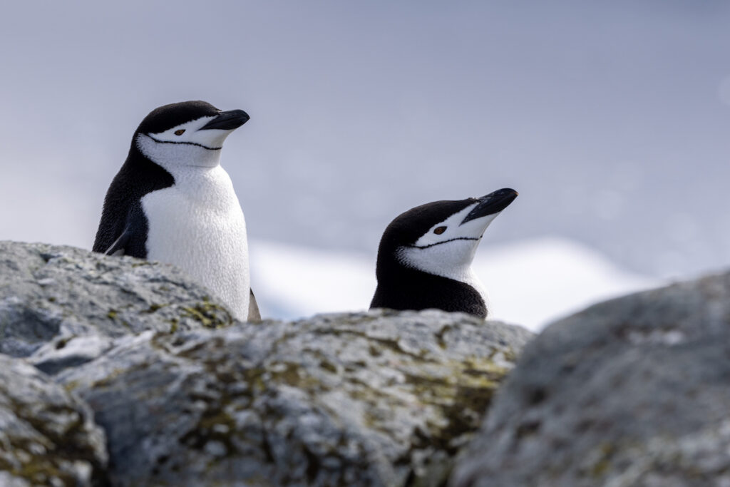 Antarctica_explore_11