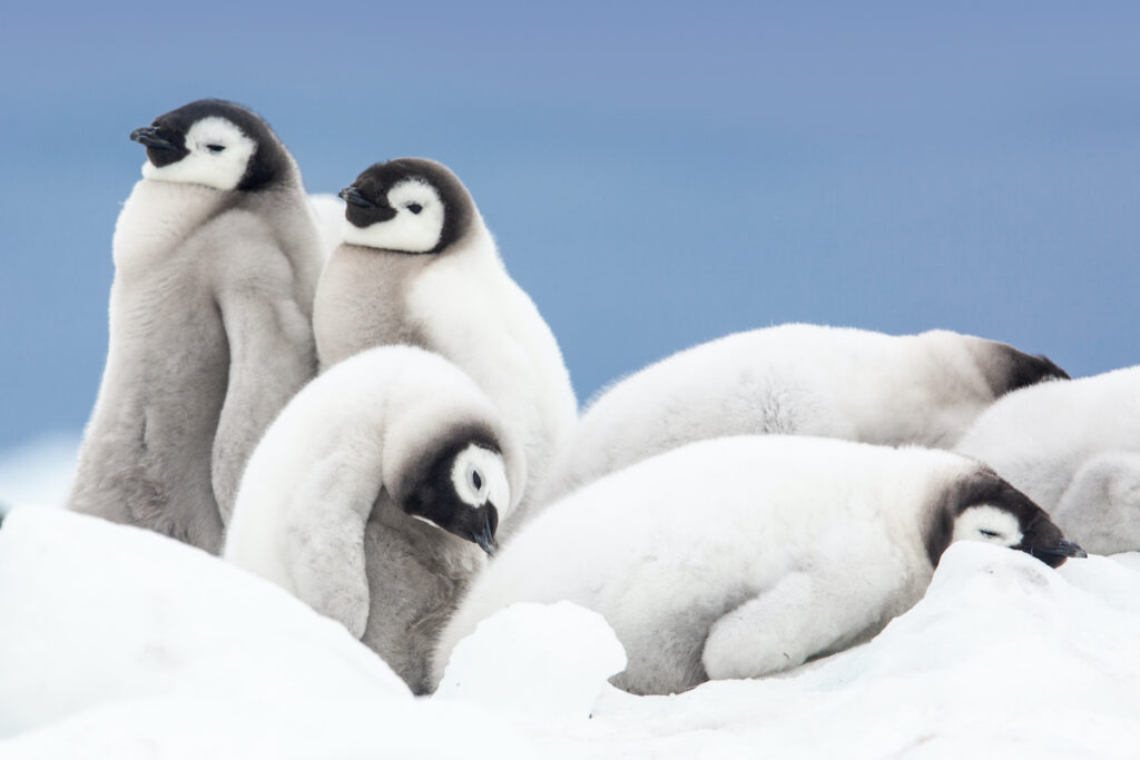 Antarctica_explore_7