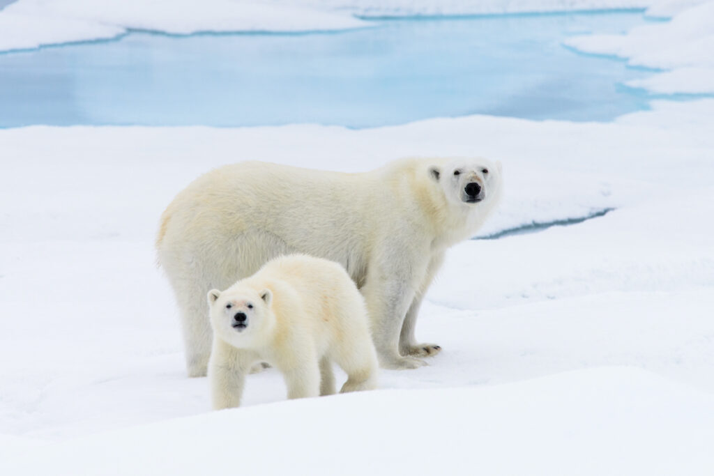 北極熊｜6月冷岸群島