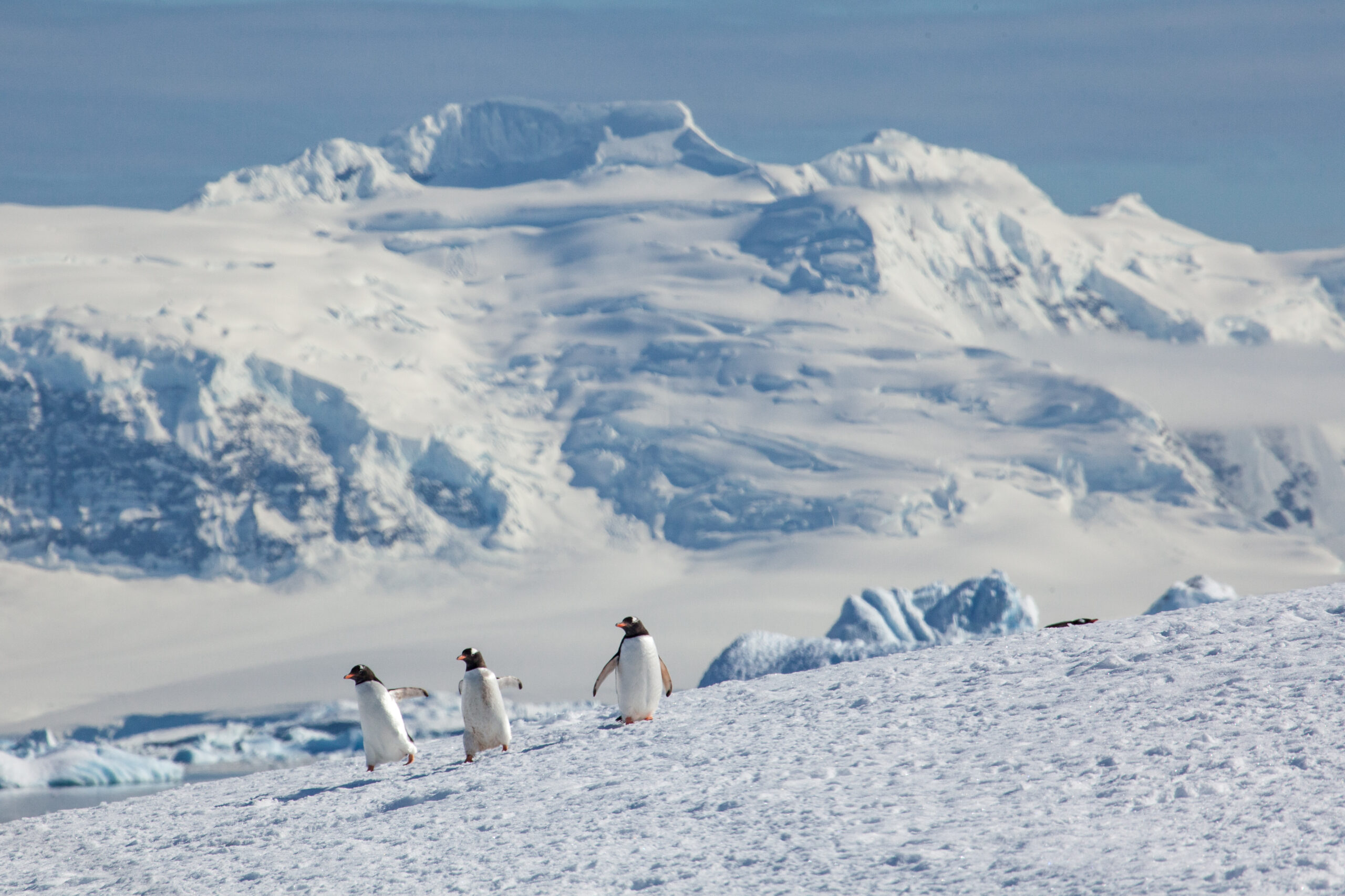 到訪南昔得蘭群島 South Shetland Islands