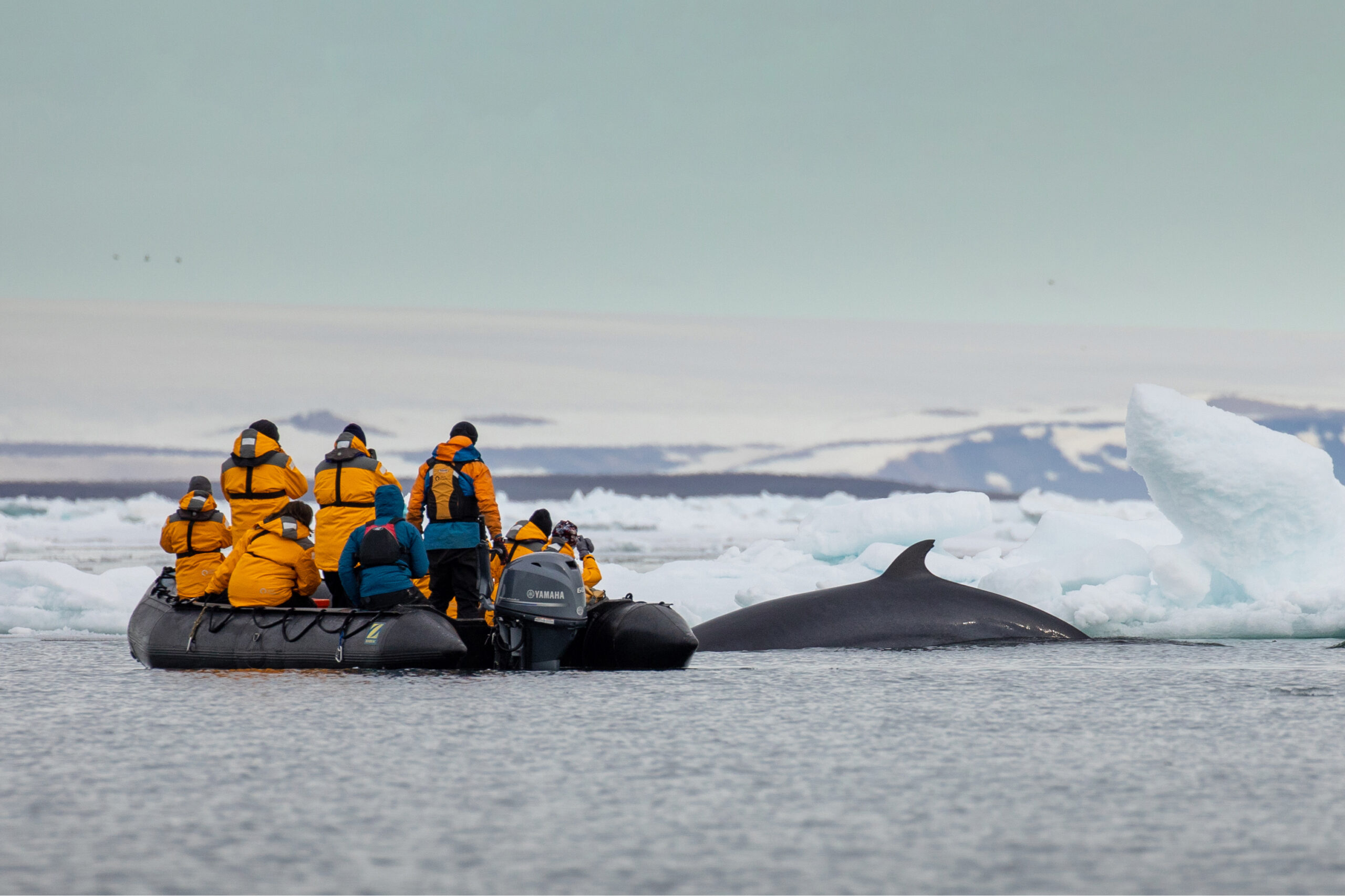 船上團隊將介紹北極的歷史、生態與野生動物，並協助尋找海鳥與鯨魚的蹤跡。